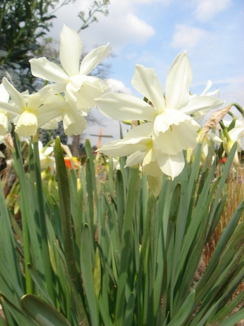 Narcissus triandrus 'Thalia' PB 4
